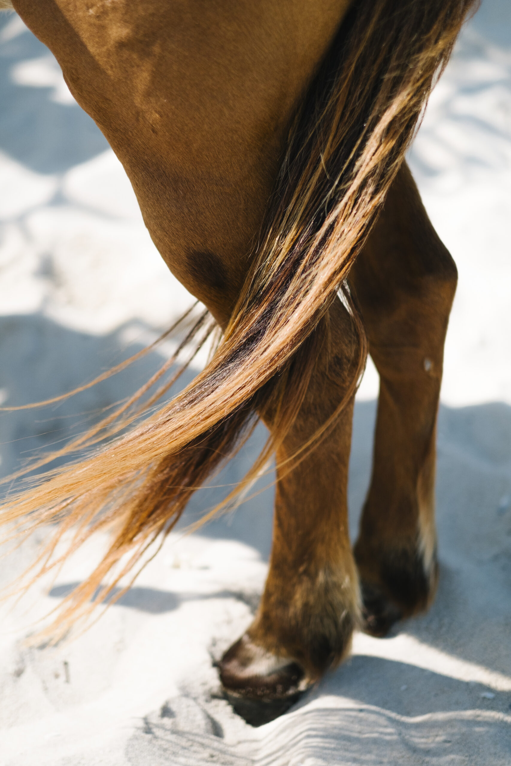 horse tail close up